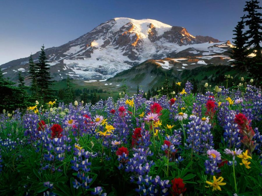 God’s Kingdom Spring – By Ron McGatlin