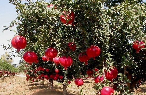 A TREE IS KNOWN BY ITS FRUIT and THE SEED DETERMINES THE FRUIT – Ron McGatlin