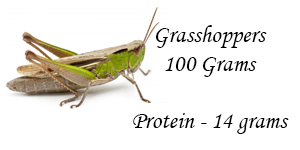 Israelis use grasshoppers as protein food source “to feed the world.”