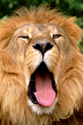 ONLY THE YAWN – Lisa Great